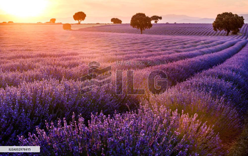 Lavender Fields - Spain