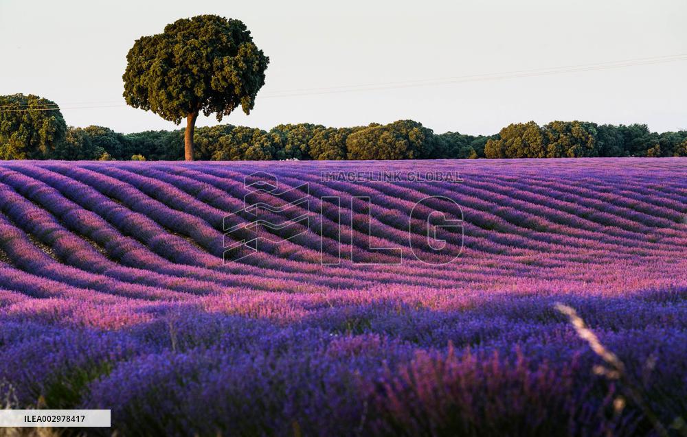 Lavender Fields - Spain
