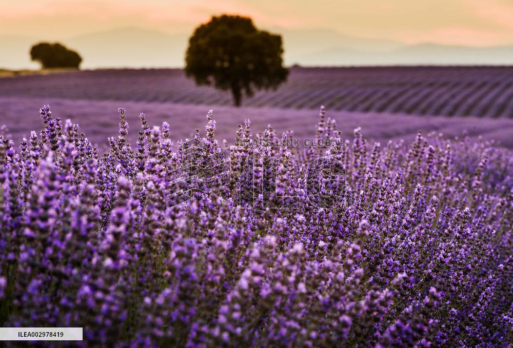 Lavender Fields - Spain