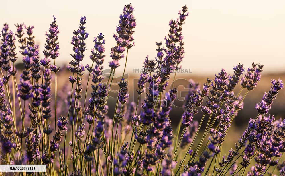 Lavender Fields - Spain
