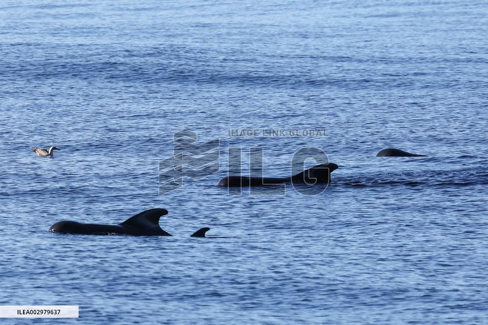 Rescued And Released Whale Of Good Condition In Hainan