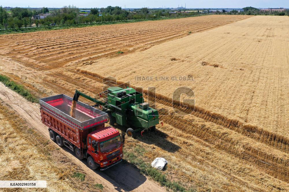 CHINA-XINJIANG-QITAI COUNTY-WHEAT-HARVEST (CN)