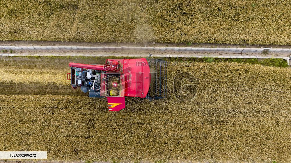 (VistaNingxia)CHINA-NINGXIA-TONGXIN COUNTY-WHEAT HARVEST (CN)