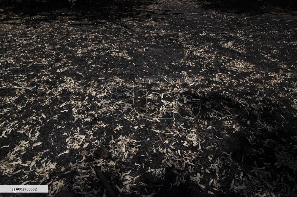 ISRAEL-LEBANON-BORDER-HEZBOLLAH-DESTROYED FOREST