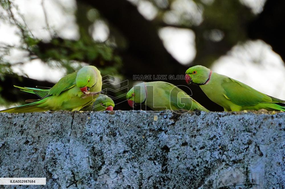 Parakeets Eating - India