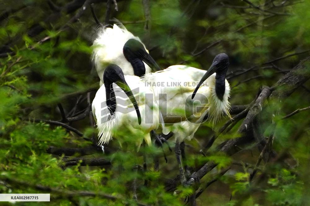 Black-headed Ibis Flock - India