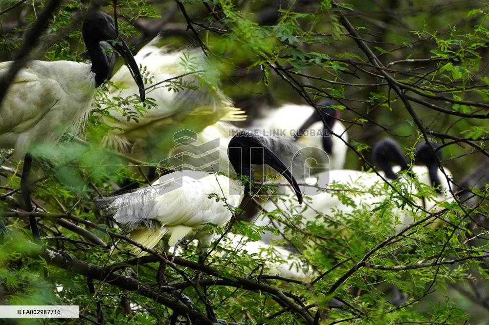Black-headed Ibis Flock - India