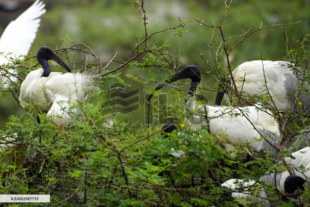 Black-headed Ibis Flock - India