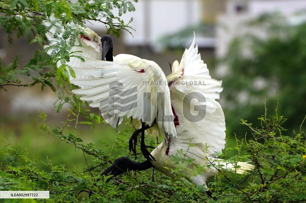 Black-headed Ibis Flock - India