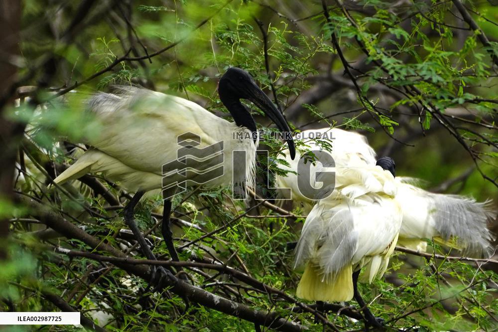 Black-headed Ibis Flock - India
