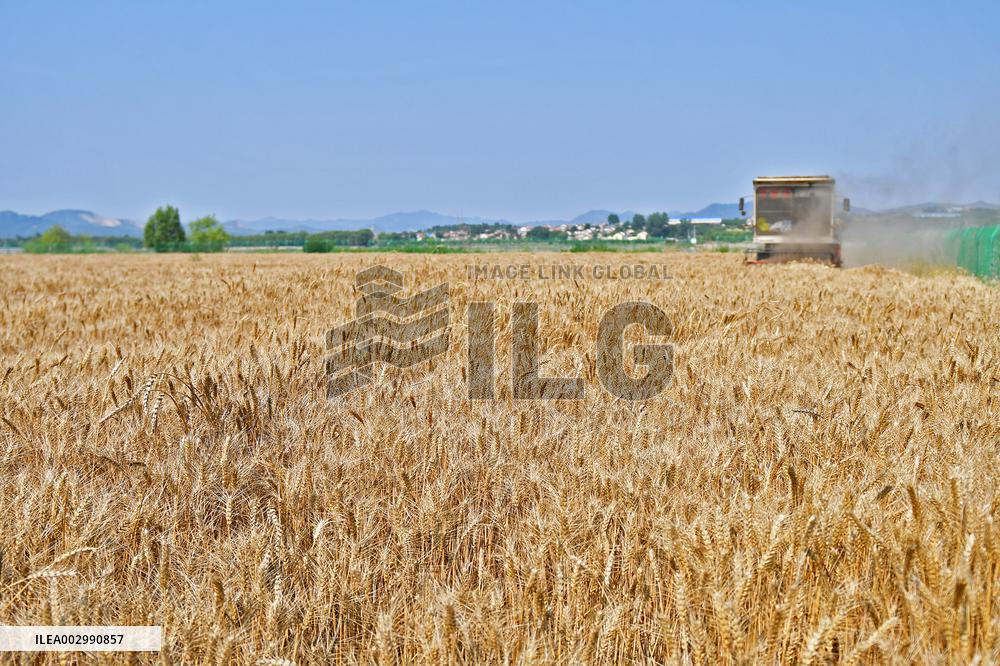 The Total Output of Summer Grain Increase in 2024