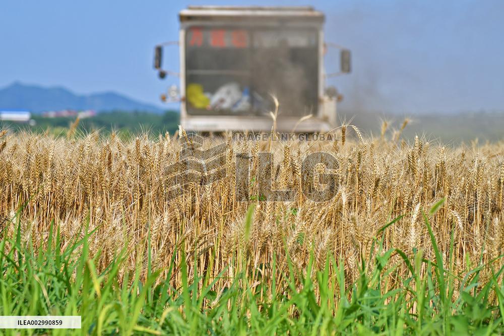 The Total Output of Summer Grain Increase in 2024