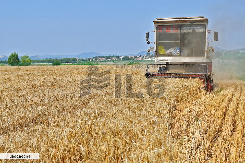 The Total Output of Summer Grain Increase in 2024