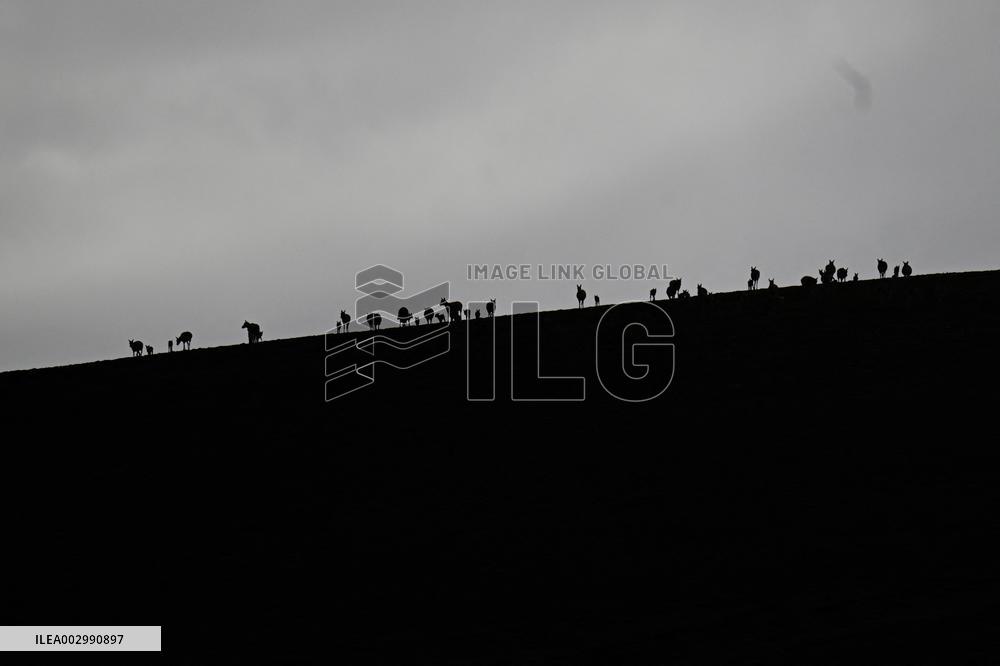 CHINA-QINGHAI-HOH XIL-TIBETAN ANTELOPES-BREEDING (CN)