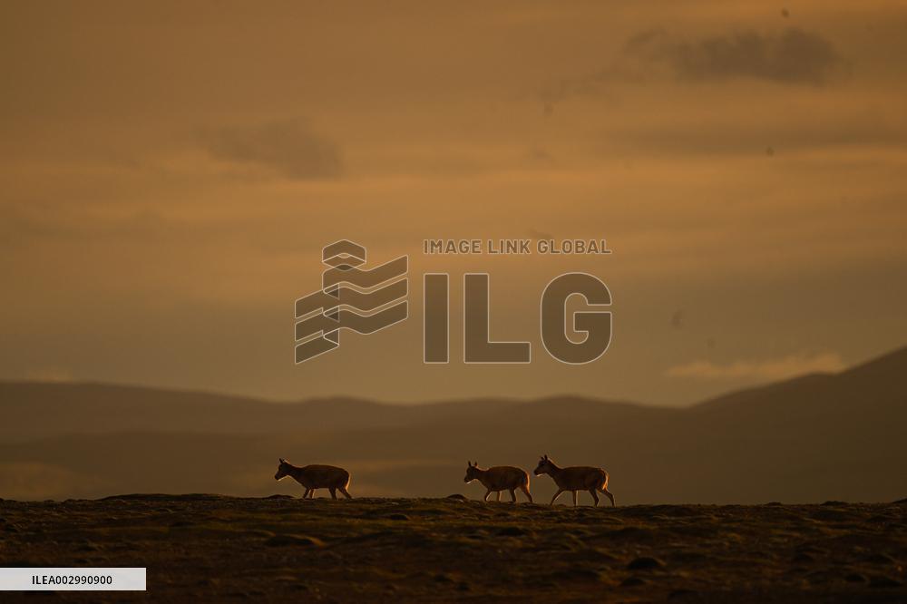 CHINA-QINGHAI-HOH XIL-TIBETAN ANTELOPES-BREEDING (CN)