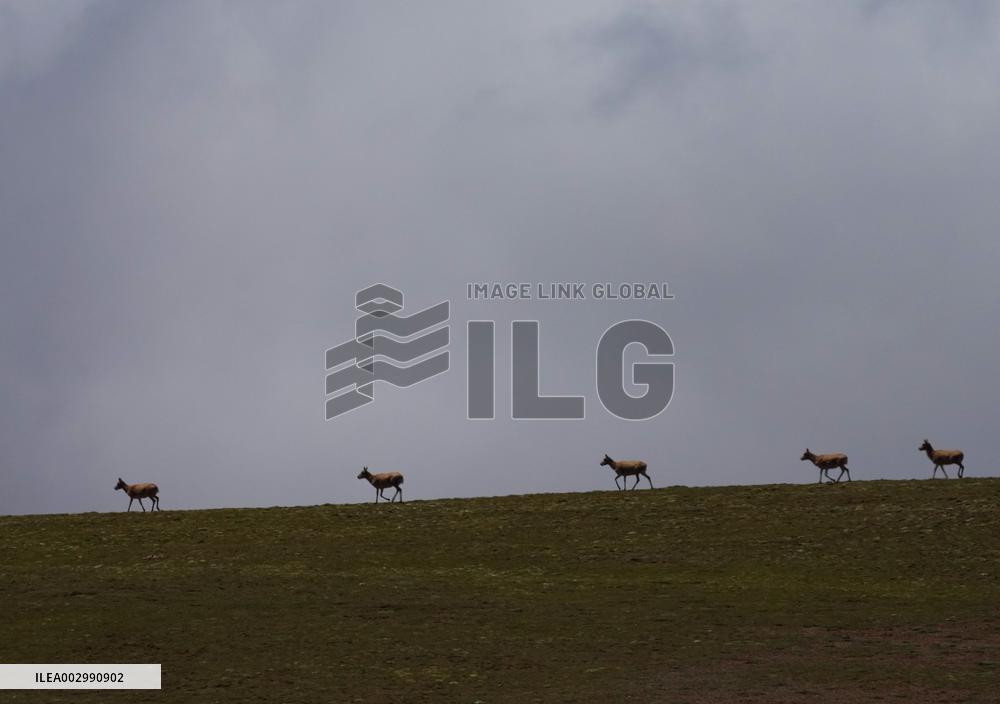 CHINA-QINGHAI-HOH XIL-TIBETAN ANTELOPES-BREEDING (CN)