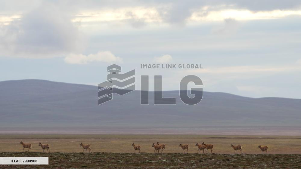 CHINA-QINGHAI-HOH XIL-TIBETAN ANTELOPES-BREEDING (CN)