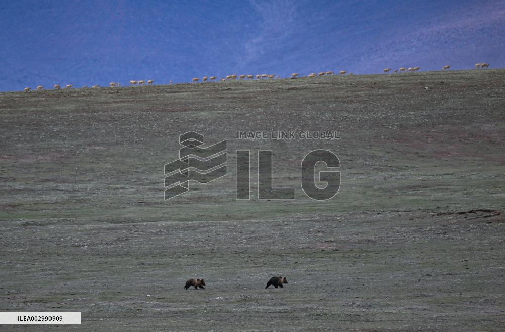 CHINA-QINGHAI-HOH XIL-TIBETAN ANTELOPES-BREEDING (CN)