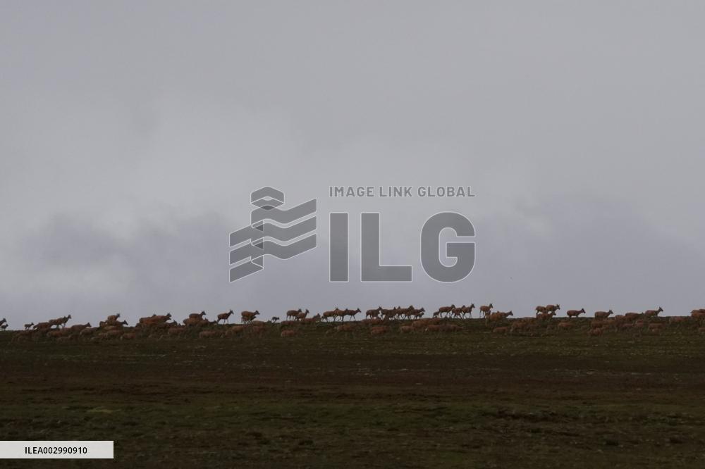 CHINA-QINGHAI-HOH XIL-TIBETAN ANTELOPES-BREEDING (CN)