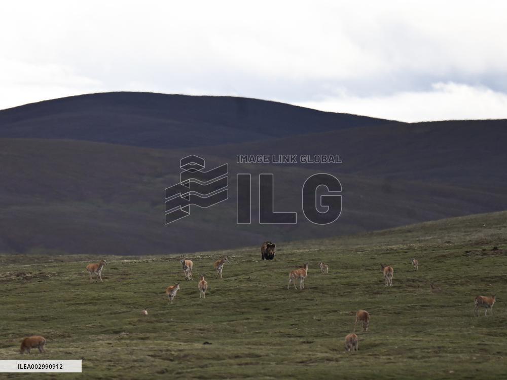 CHINA-QINGHAI-HOH XIL-TIBETAN ANTELOPES-BREEDING (CN)