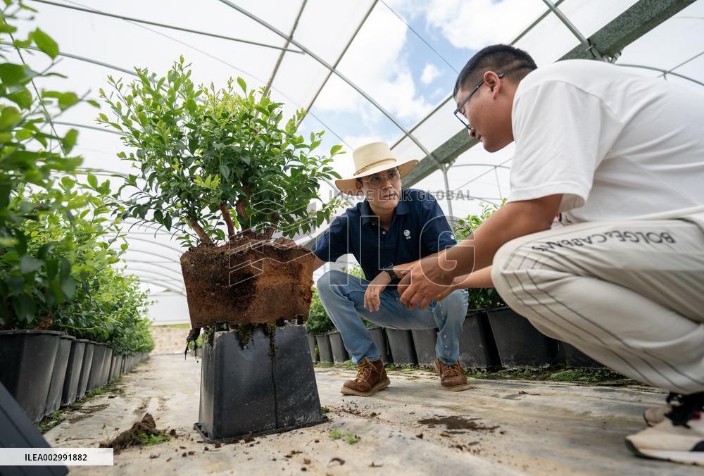 "Laowai" in China | A Peruvian agricultural expert's adventure with blueberry in Yunnan