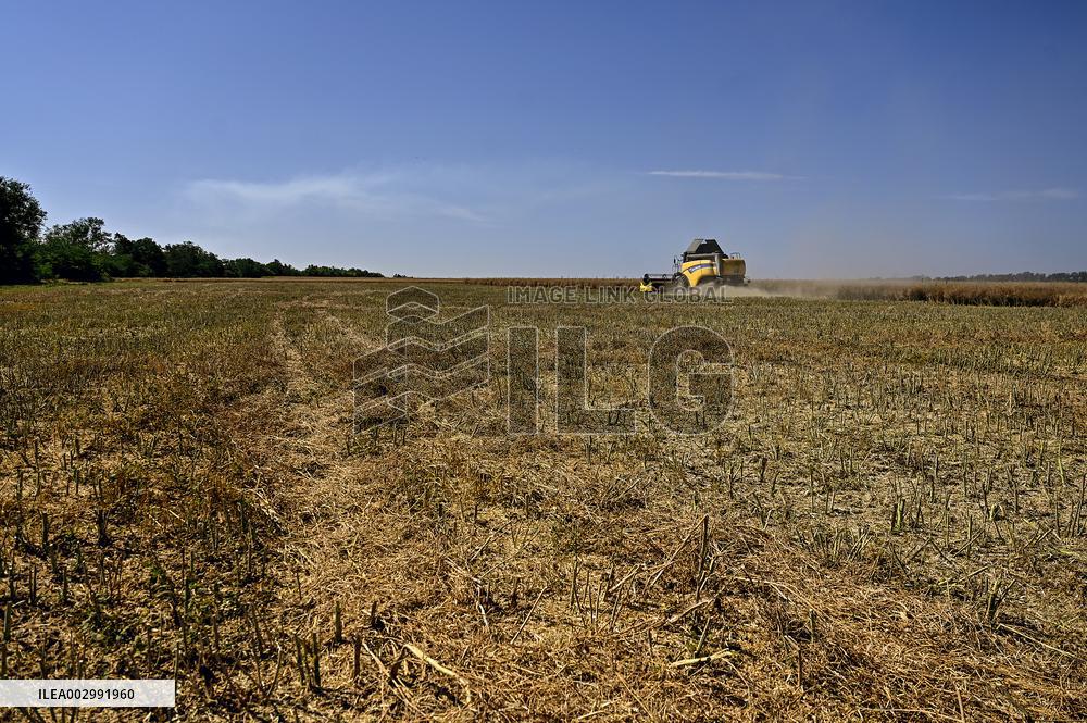 Harvesting rapeseed in Zaporizhzhia region