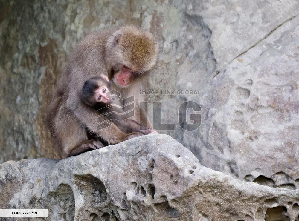Monkeys on tiny Japanese island