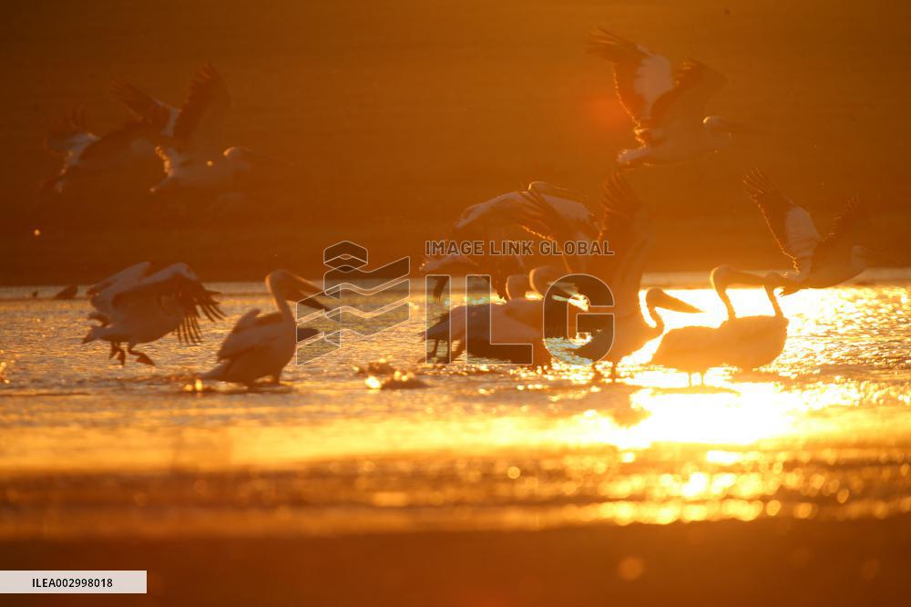 T?RKIYE-ANKARA-BIRDS