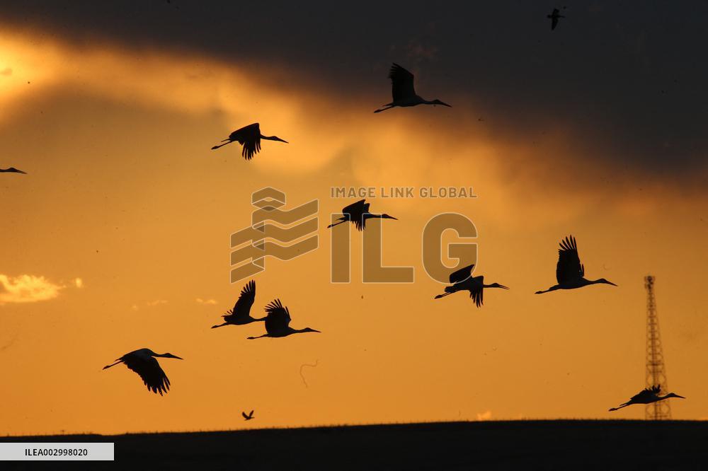 T?RKIYE-ANKARA-BIRDS