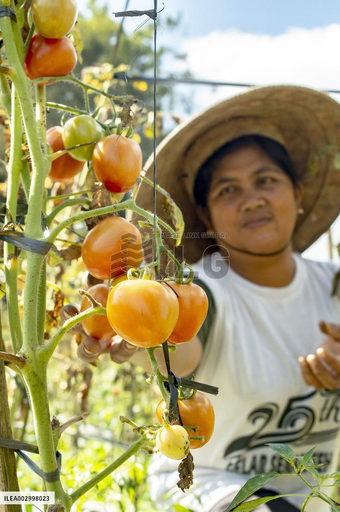 INDONESIA-YOGYAKARTA-TOMATOES-HARVEST