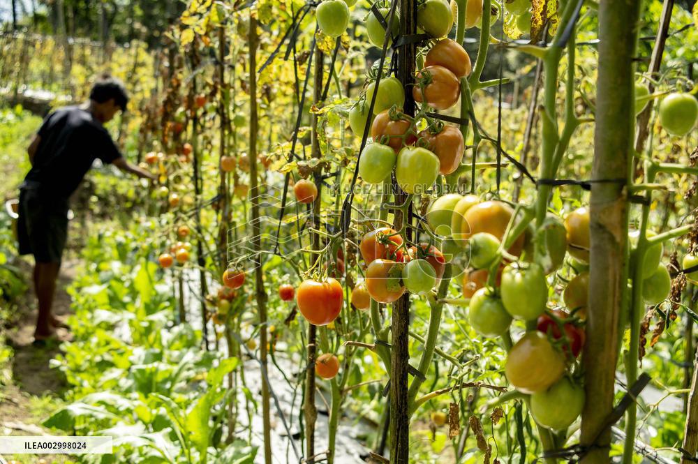 INDONESIA-YOGYAKARTA-TOMATOES-HARVEST