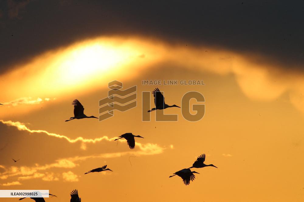 T?RKIYE-ANKARA-BIRDS