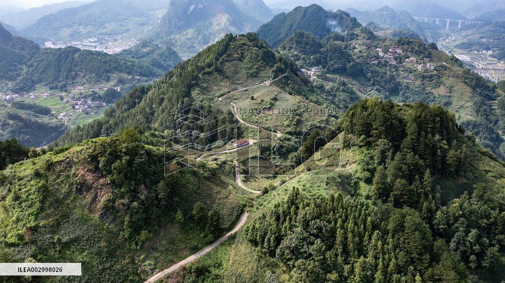 CHINA-GUIZHOU-SANDU-GRAPES-HARVEST (CN)