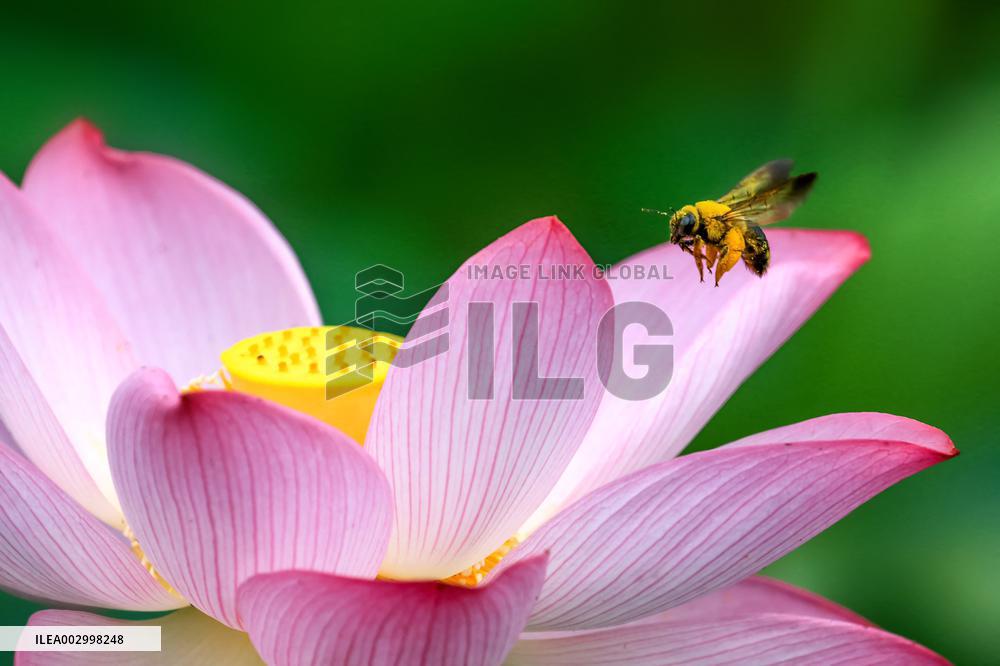 #CHINA-SUMMER-LOTUS FLOWERS (CN)