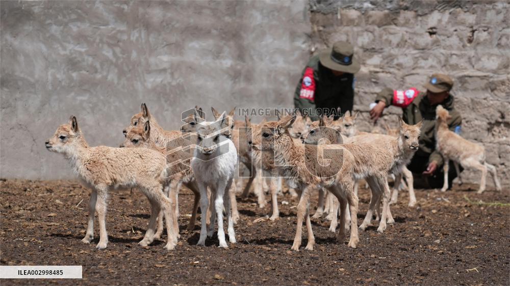 (InXizang)CHINA-XIZANG-WHITE TIBETAN ANTELOPE CUB-RESCUE (CN)