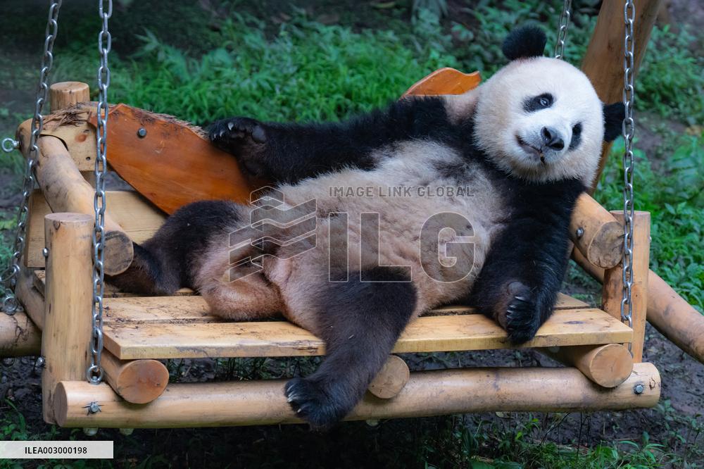 Giant Pandas Play at Chongqing Zoo
