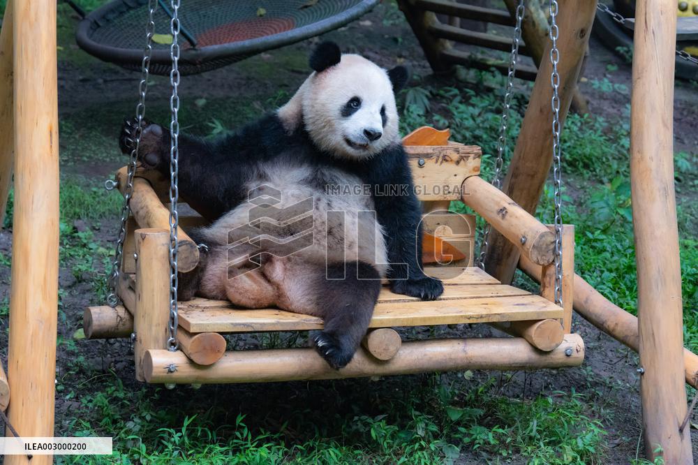 Giant Pandas Play at Chongqing Zoo