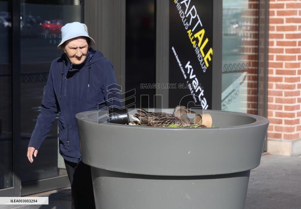 Mallard duck hatching in down town