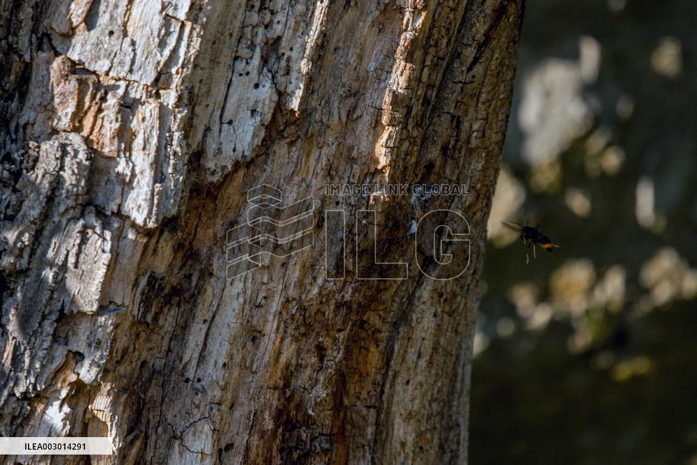 Asian Hornet Nest Destruction - France