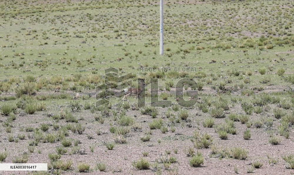 Tibetan Gazelle