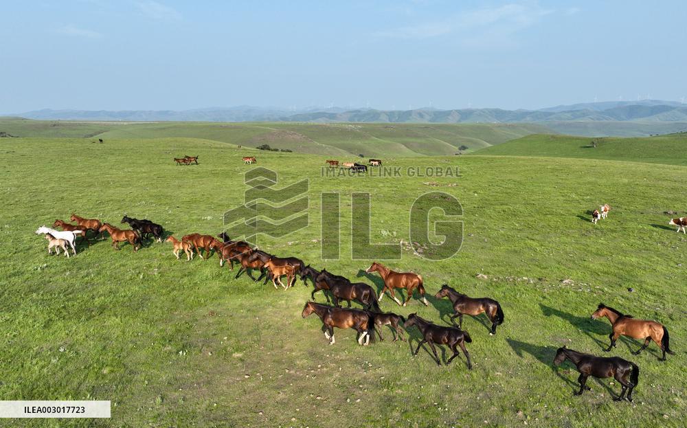 CHINA-INNER MONGOLIA-ULAN MOD GRASSLAND (CN)