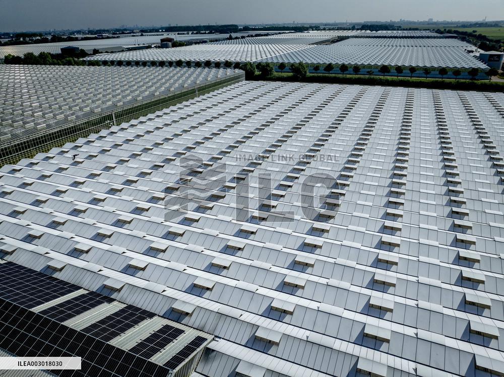 Greenhouses In The Westland - Netherlands