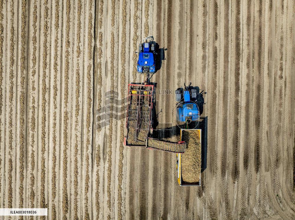Harvest - Netherlands