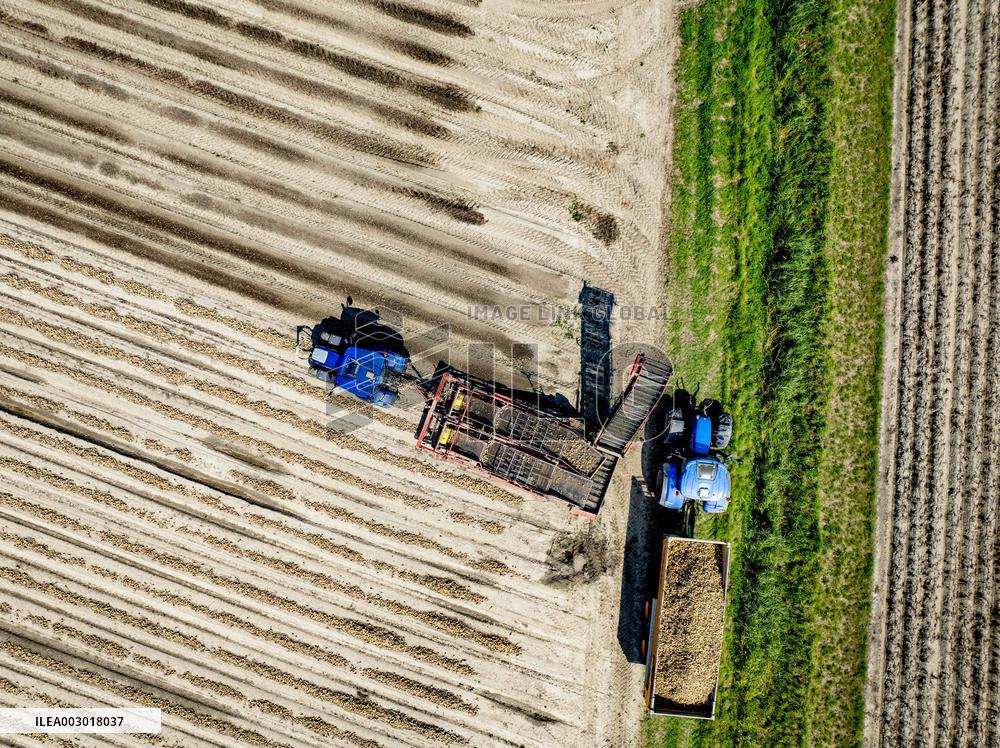 Harvest - Netherlands