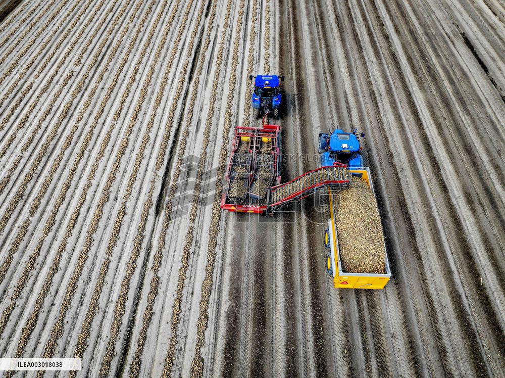 Harvest - Netherlands