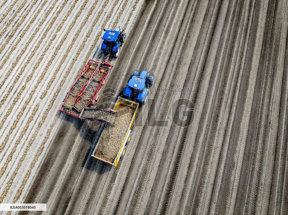 Harvest - Netherlands