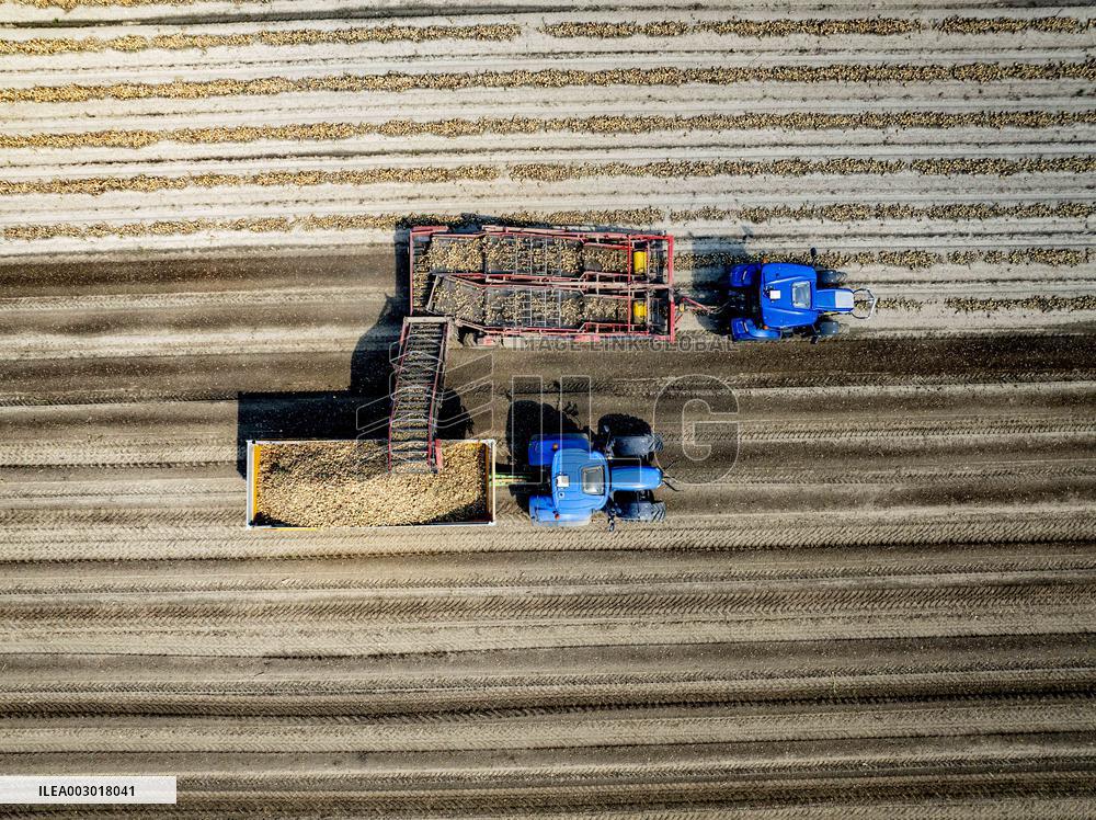 Harvest - Netherlands