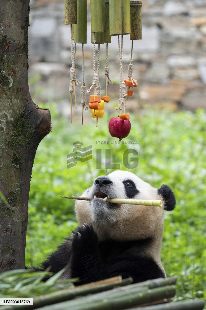(SichuanMosaics)CHINA-SICHUAN-GIANT PANDA-BIRTHDAY (CN)