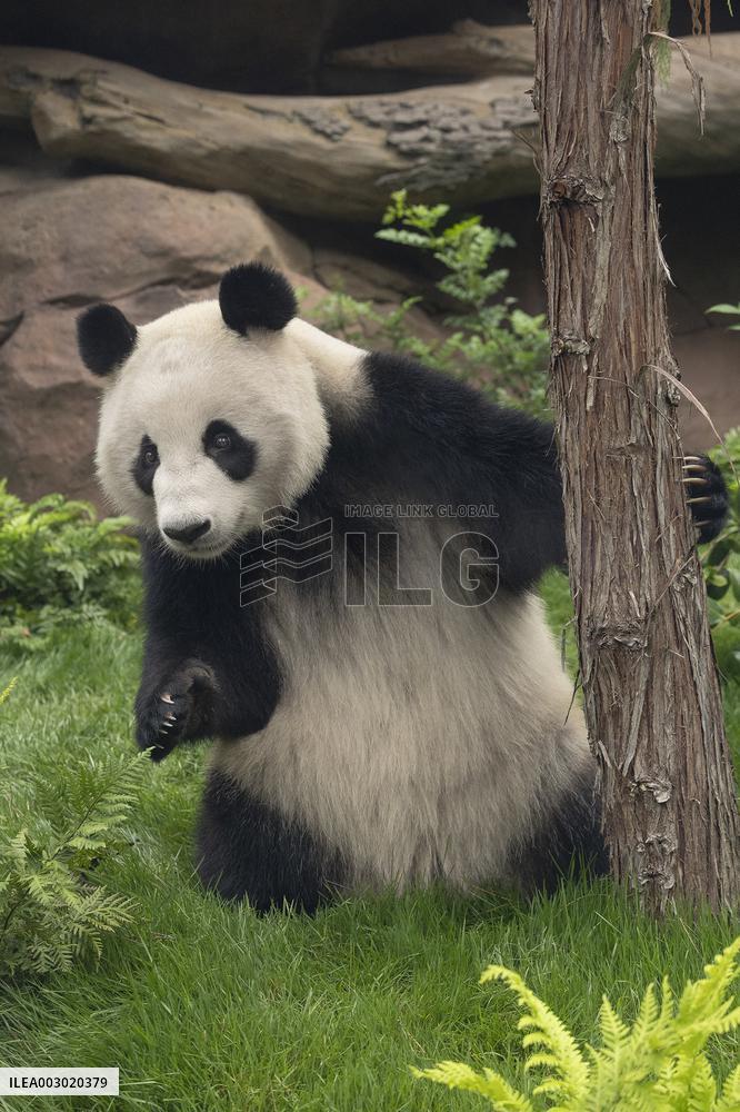 U.S.-SAN DIEGO-ZOO-CHINA-PANDAS-AUGUST 8-DEBUT