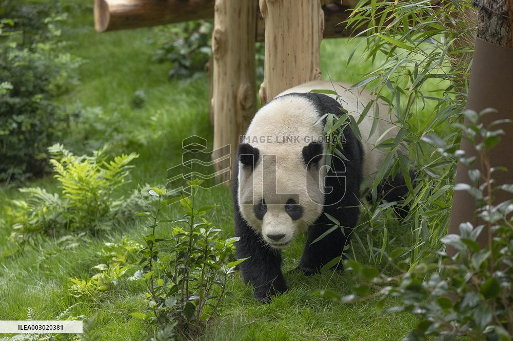 U.S.-SAN DIEGO-ZOO-CHINA-PANDAS-AUGUST 8-DEBUT